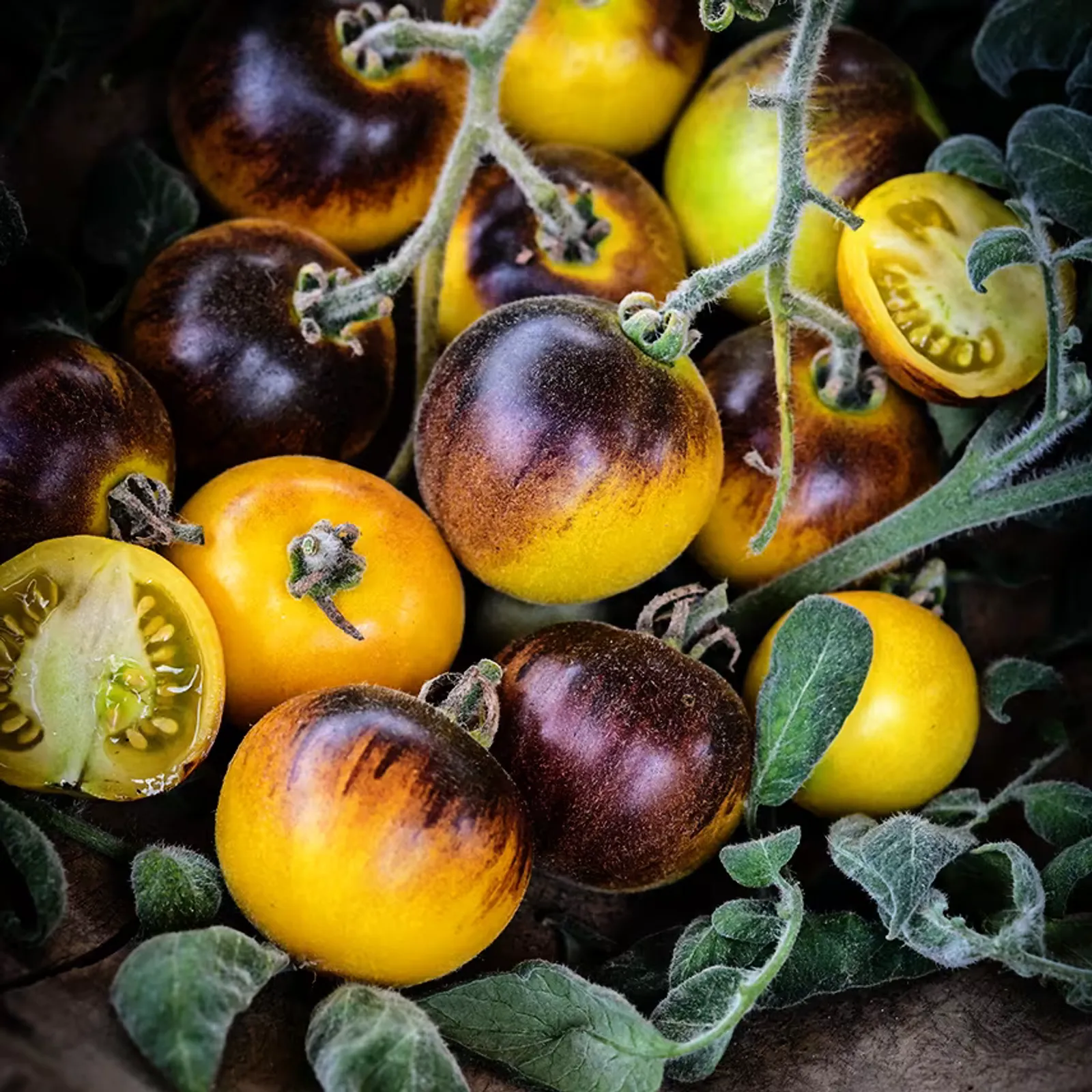 Wooly Kate Yellow Tomatoes
