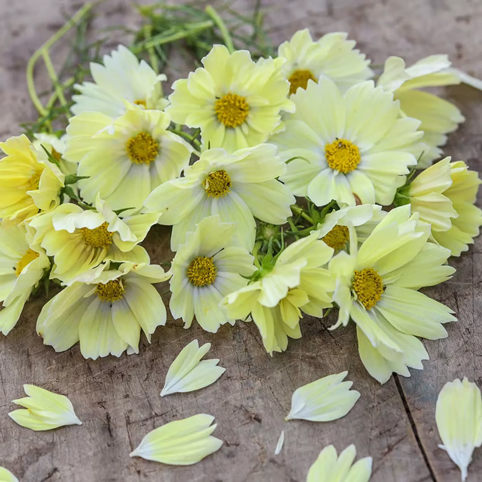 Xanthos Cosmos