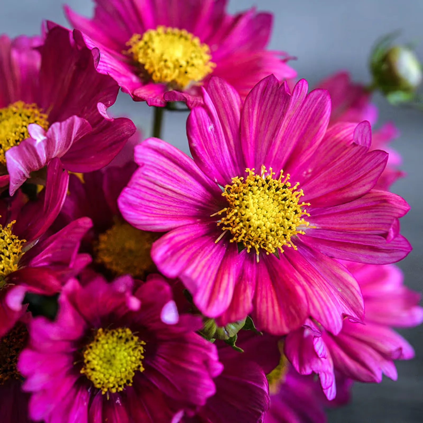 Xsenia Cosmos
