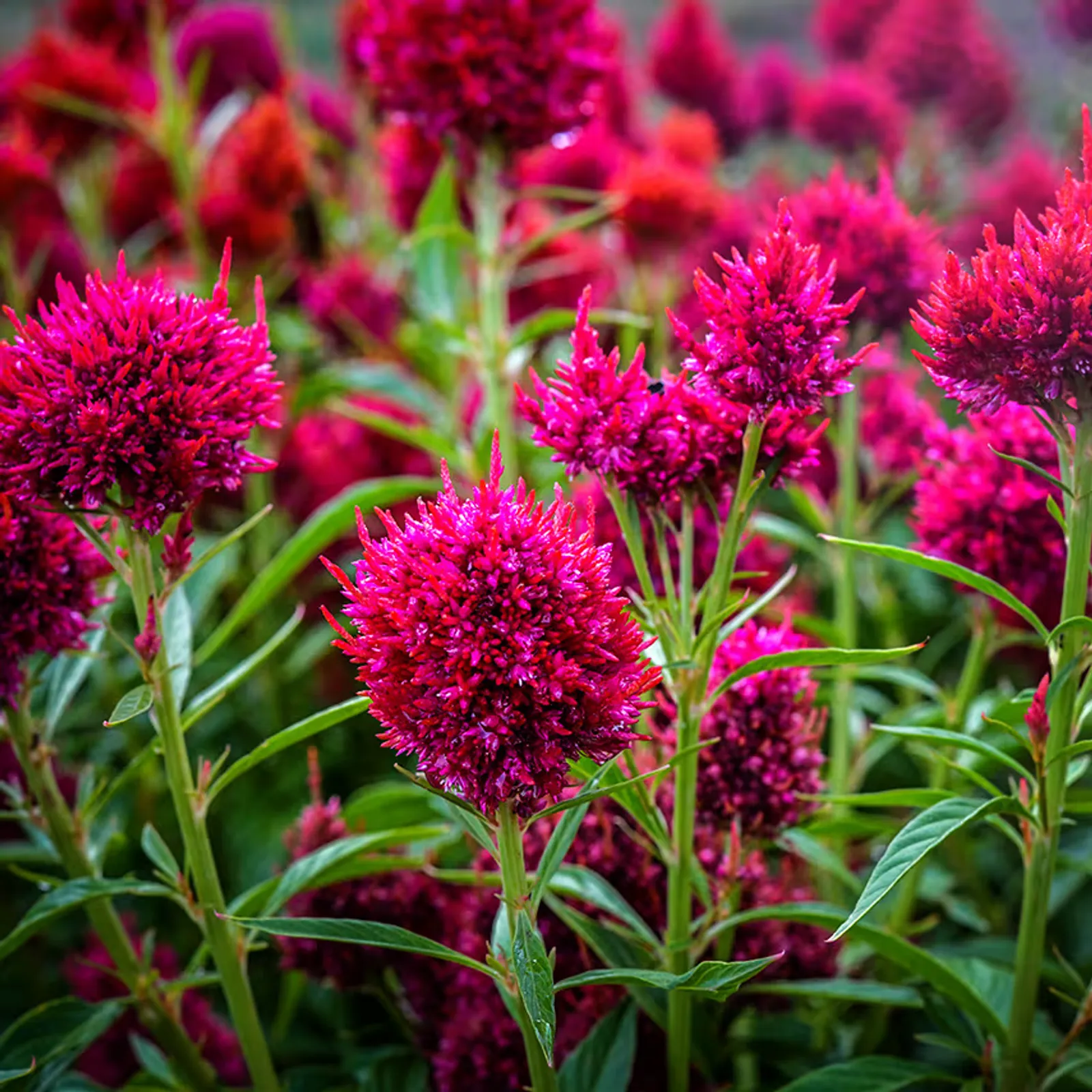 Yachiyo Hiryu Celosia