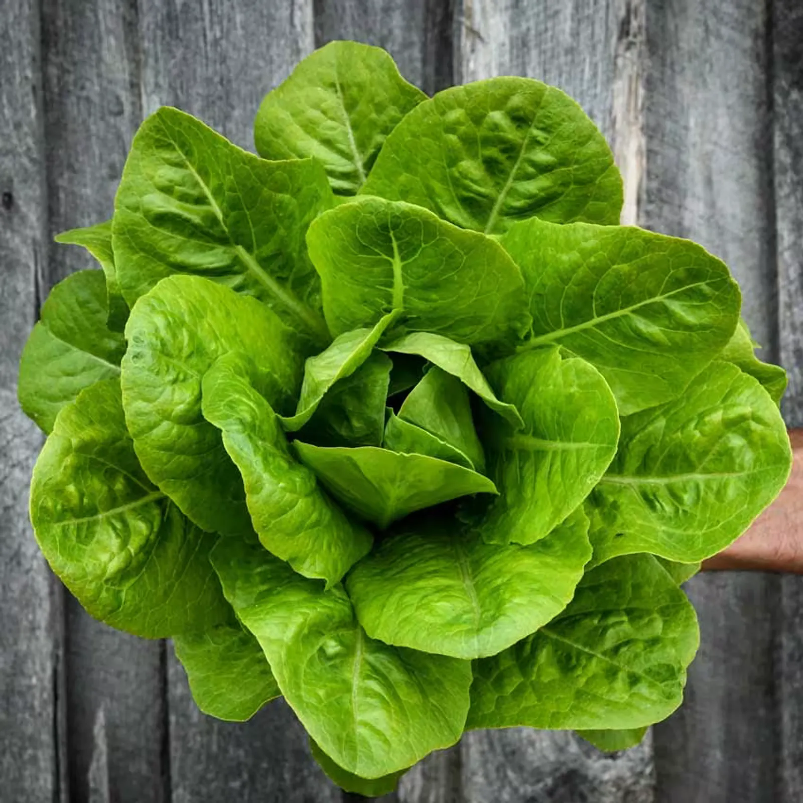 Yedikule Lettuce