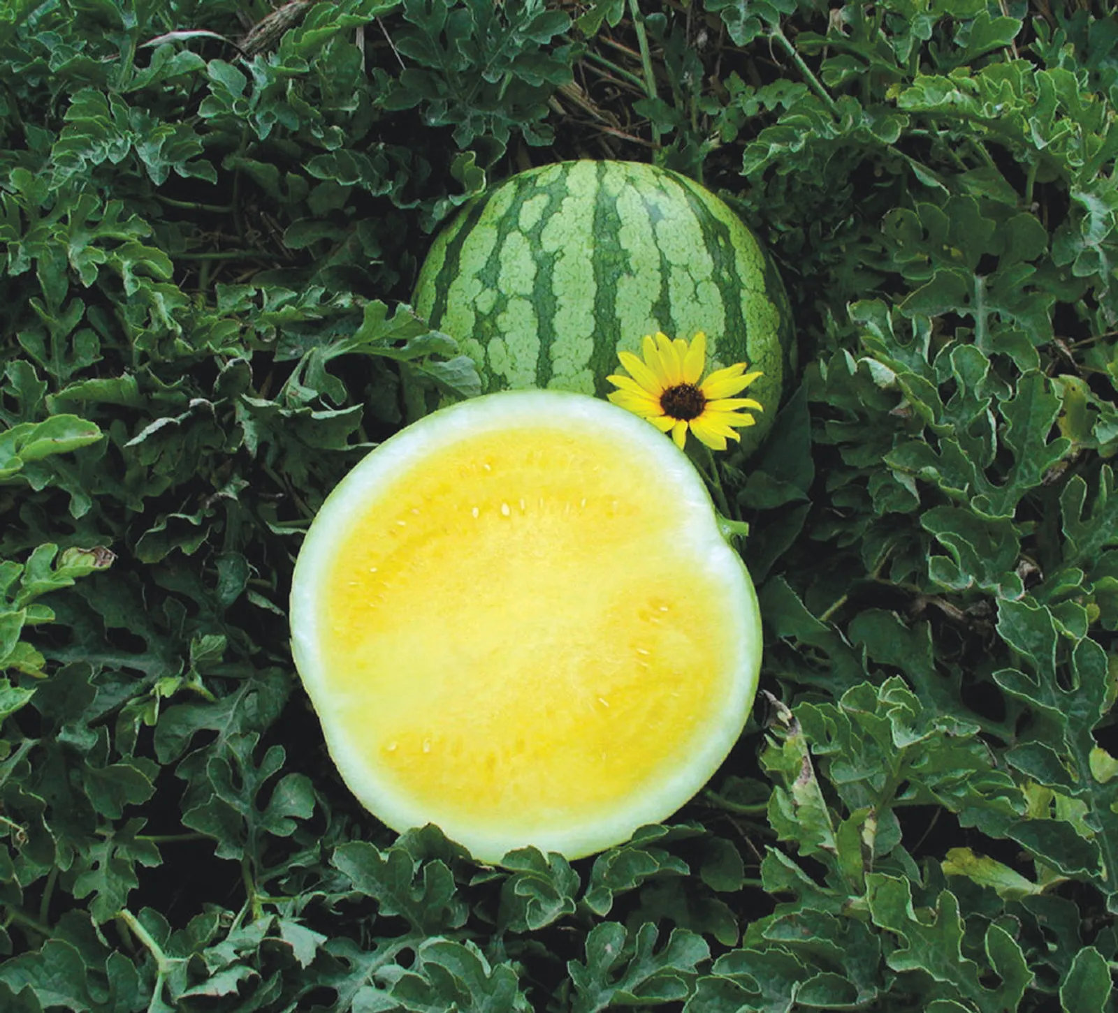 Yellow Buttercup Watermelon