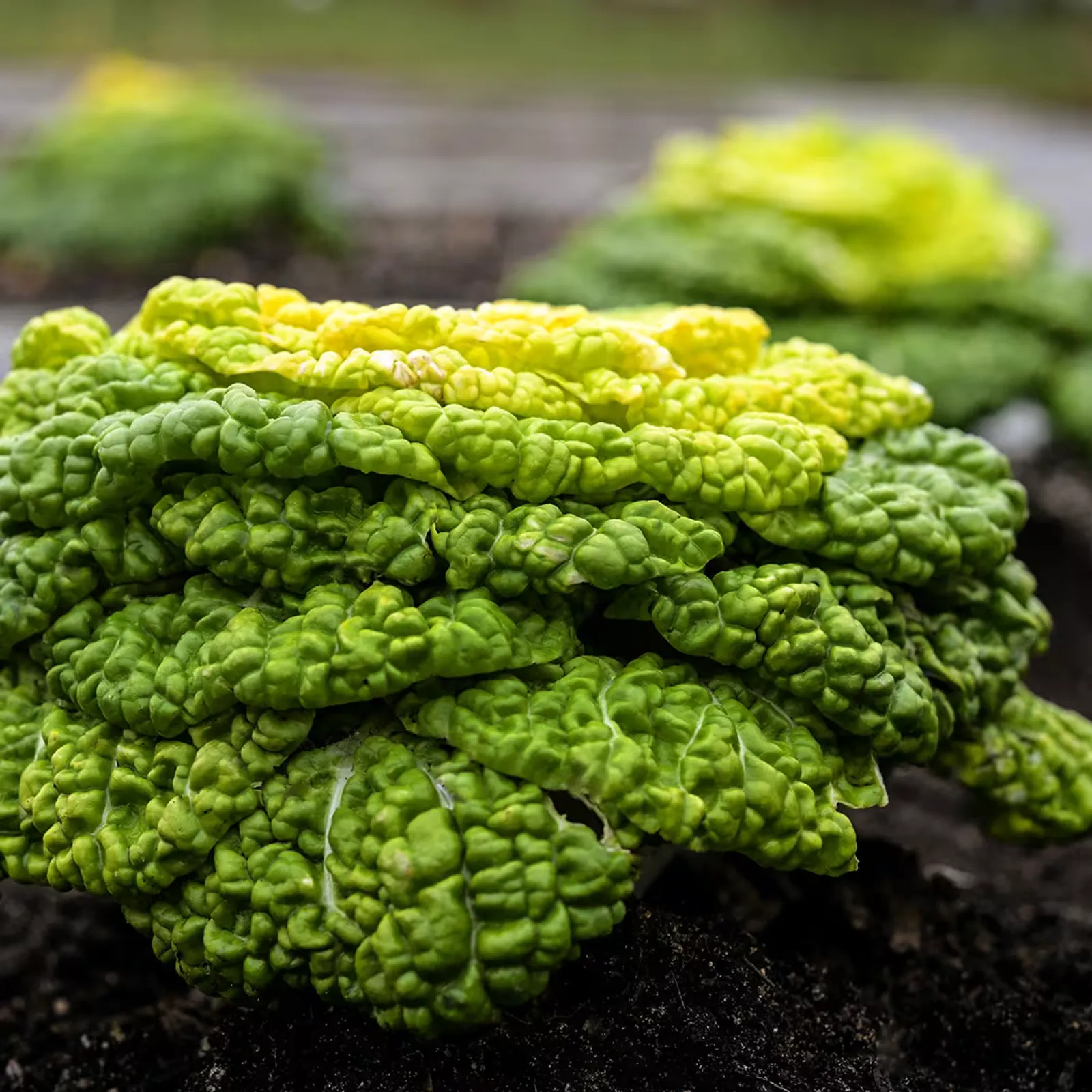 Yellow Heart Winter Cabbage