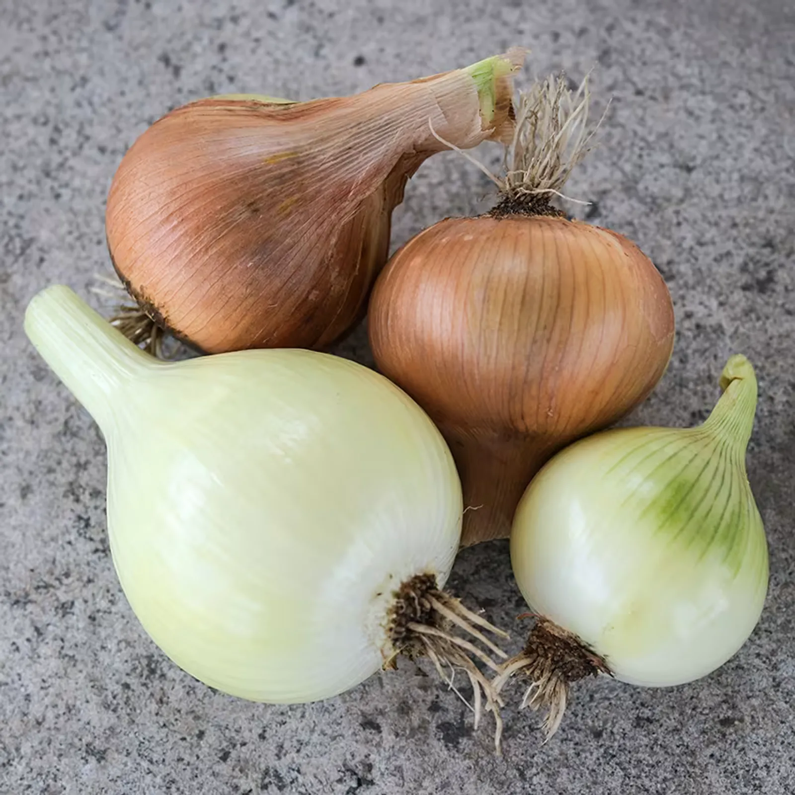 Yellow of Parma Onions