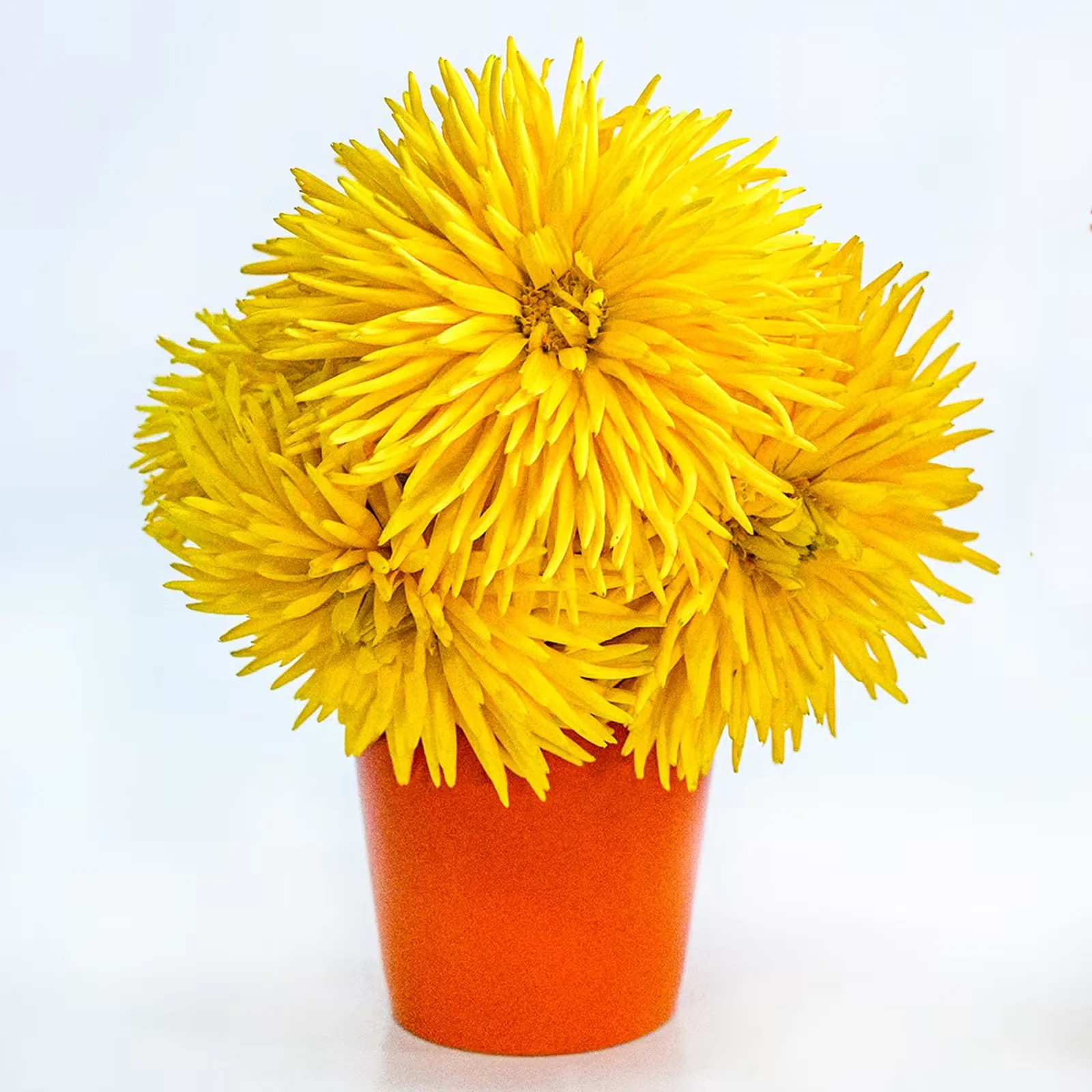 Yellow Porcupine Calendula