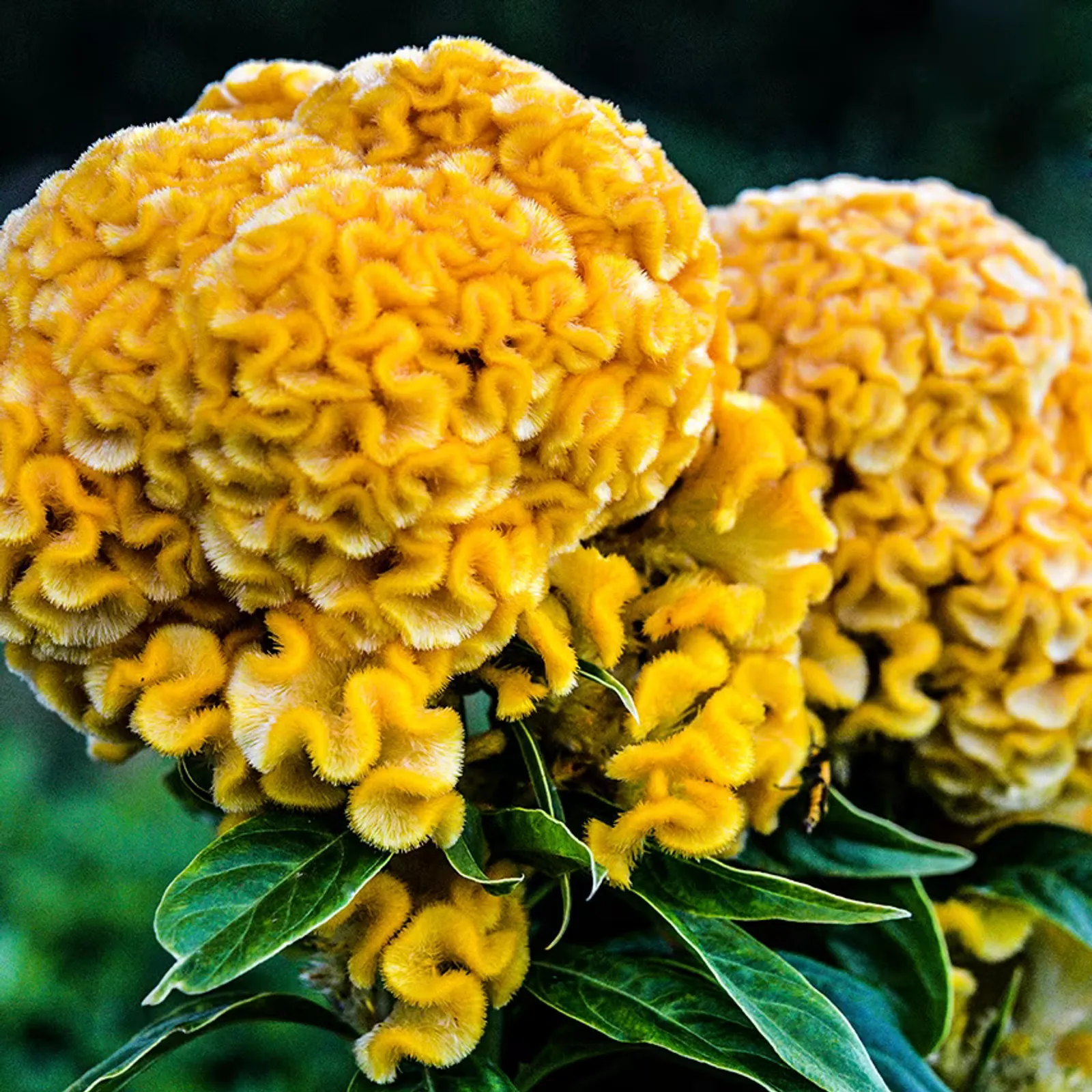 Yellow Queen Celosia