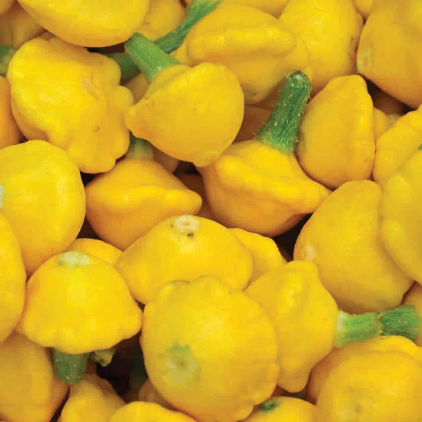 Yellow Squash