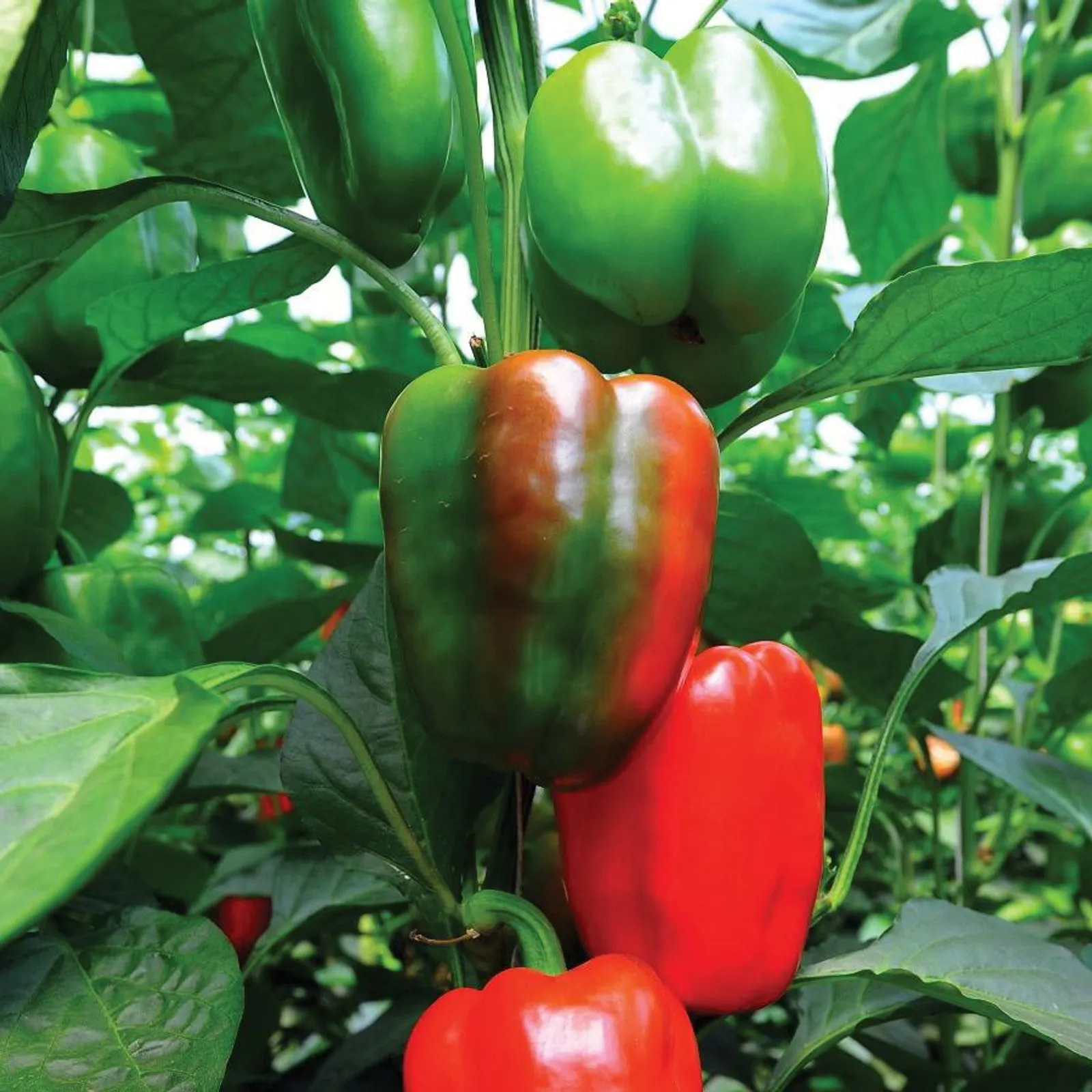 Yolo Wonder Peppers