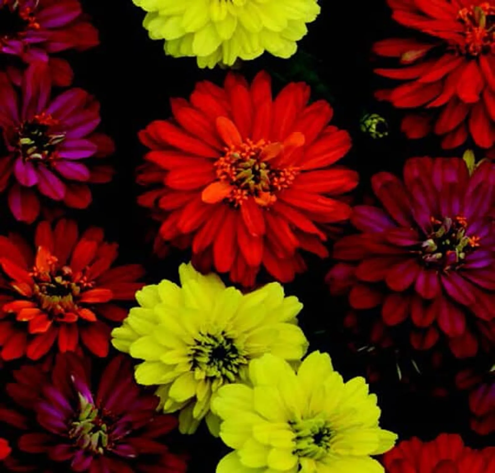Zahara Double Brilliant Mix Zinnia