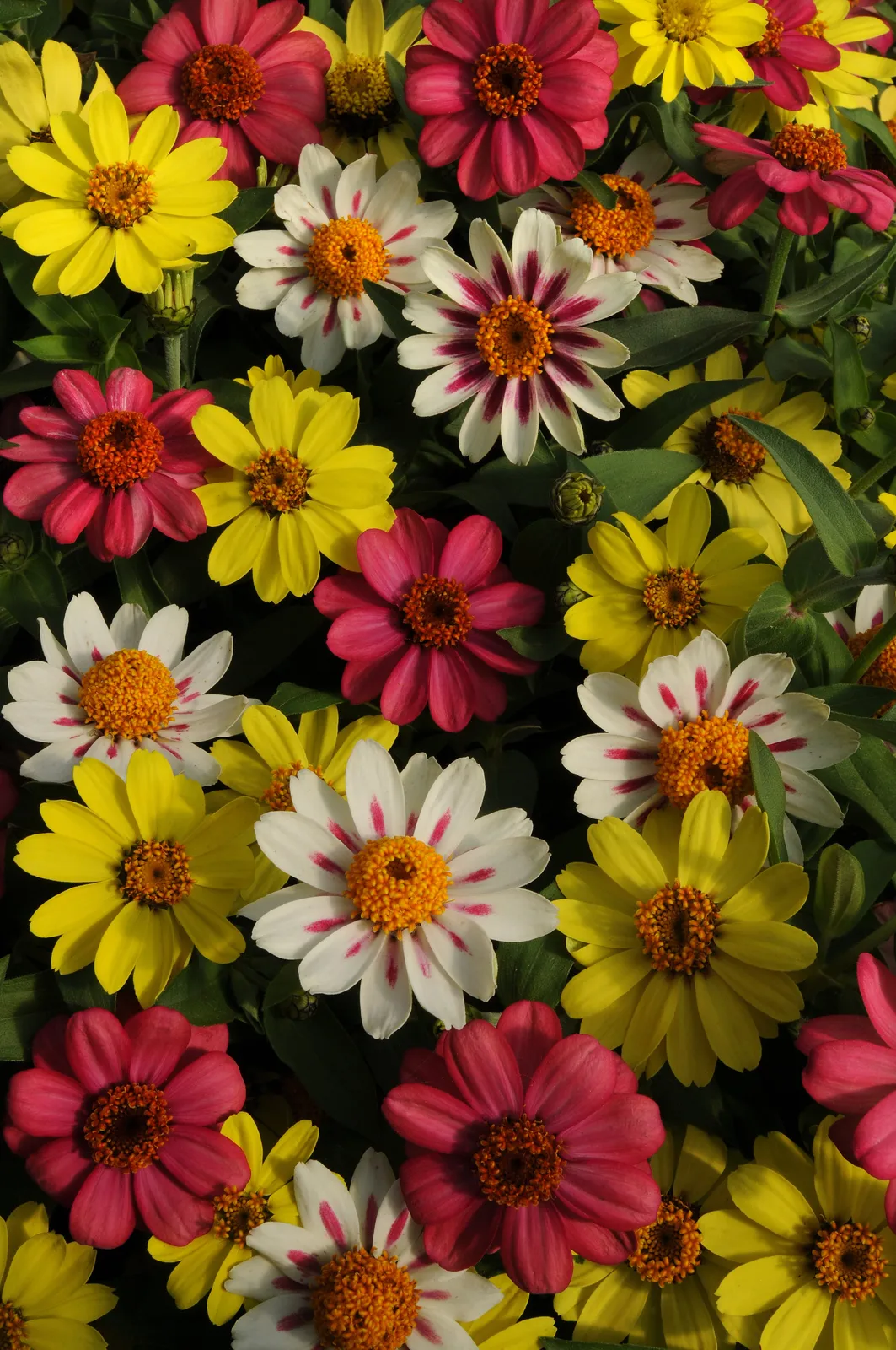 Zahara Raspberry Lemonade Mixed Zinnia