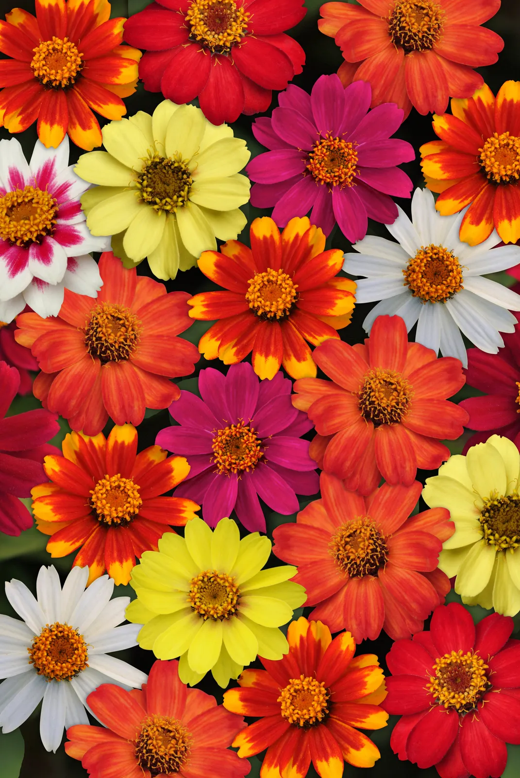 Zahara Series Formula Mix Zinnia