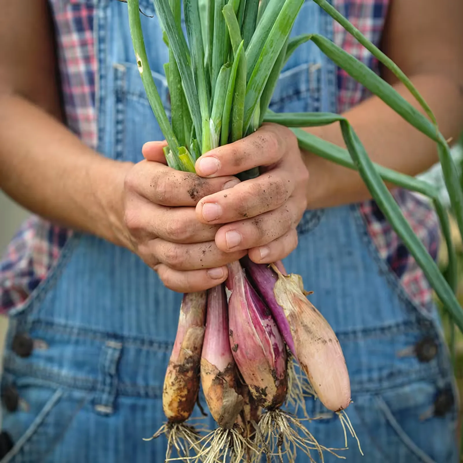 Zebrune Shallots