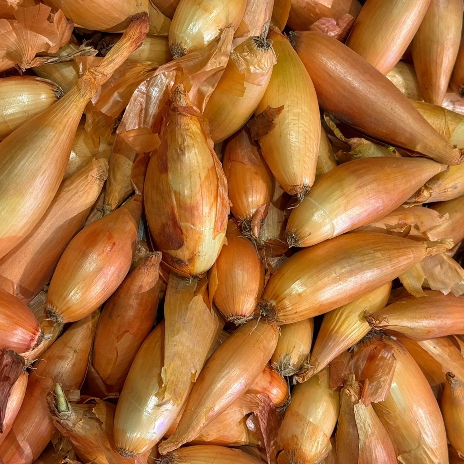 Zebrune Shallot Onions