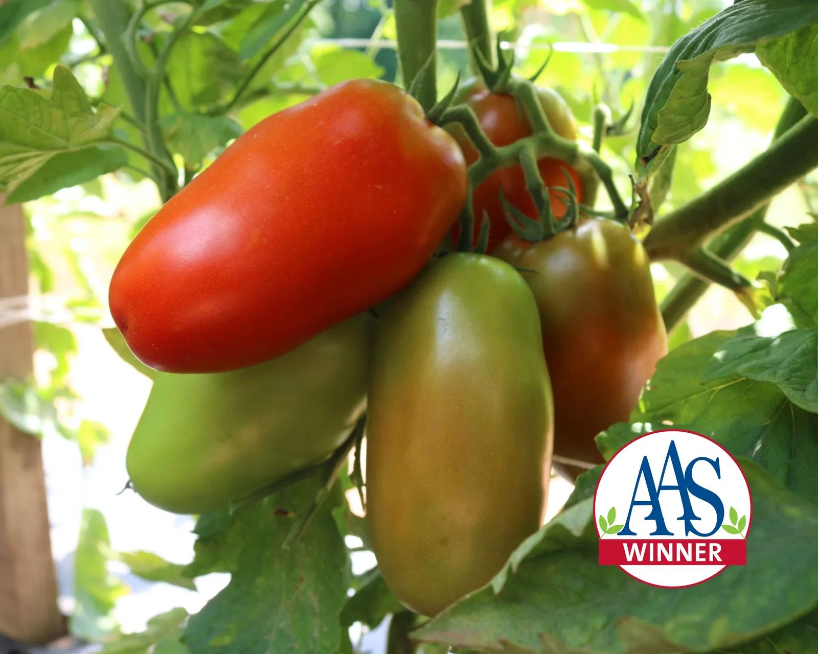Zenzei Hybrid Roma Tomatoes