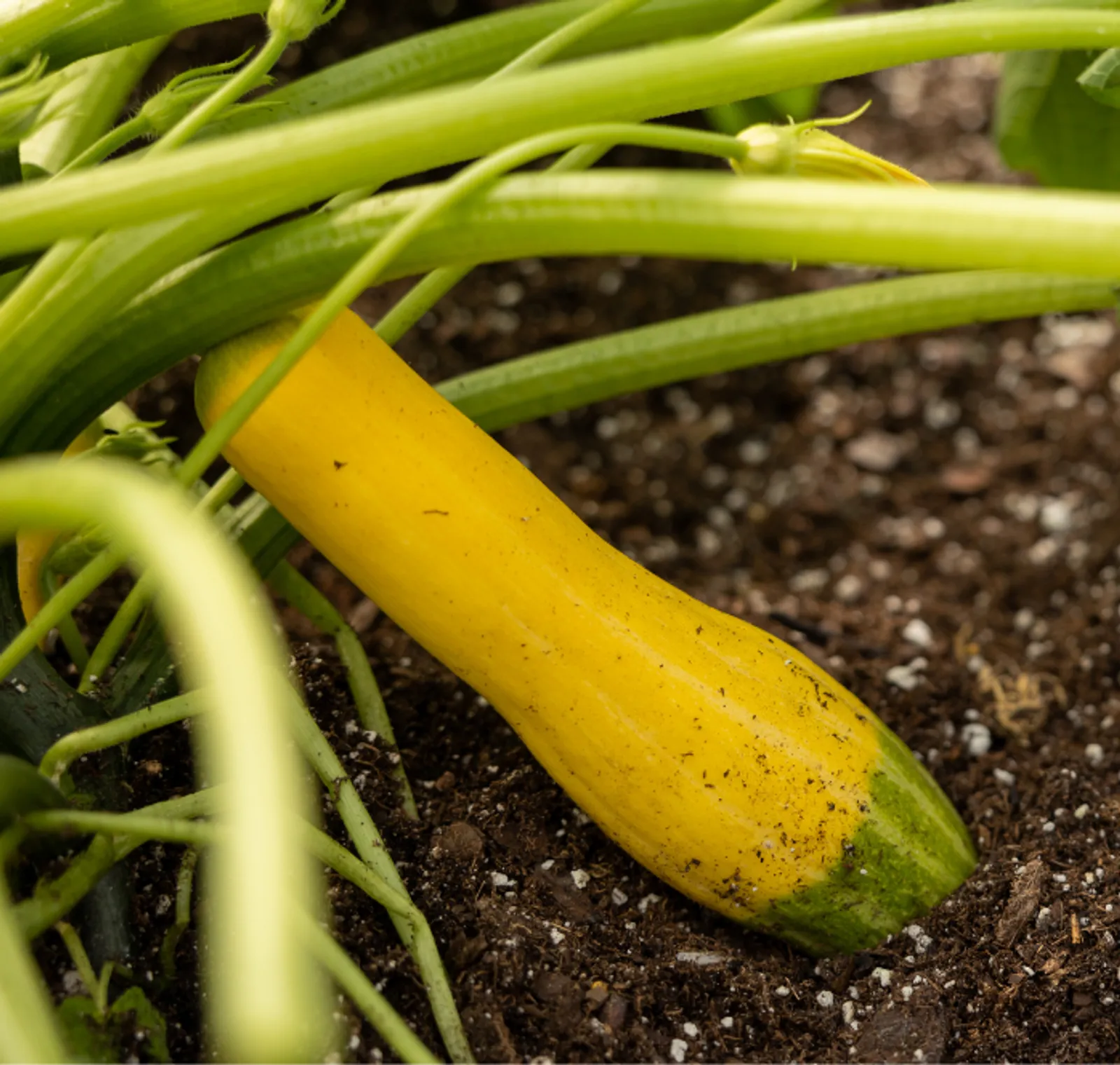 Zephyr Squash