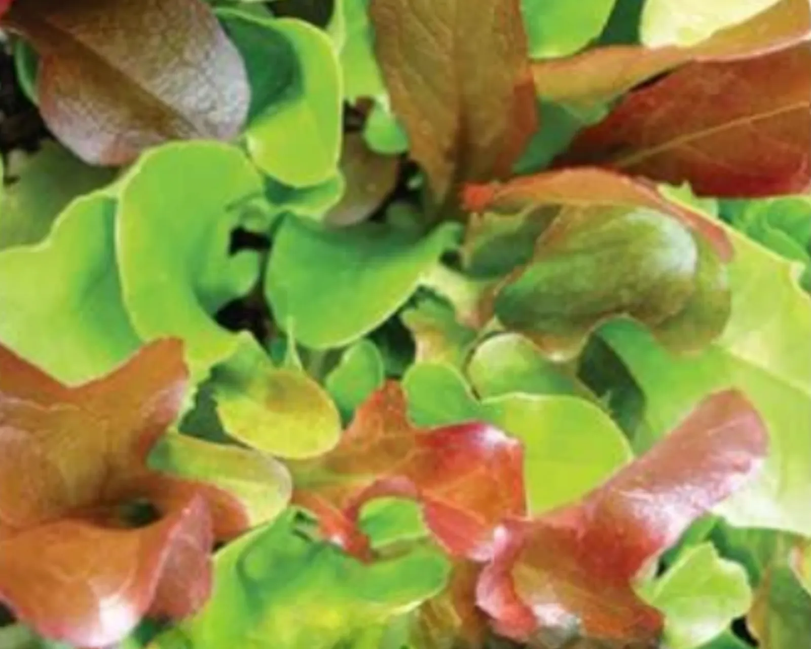 Zesty Mesclun Mix Lettuce