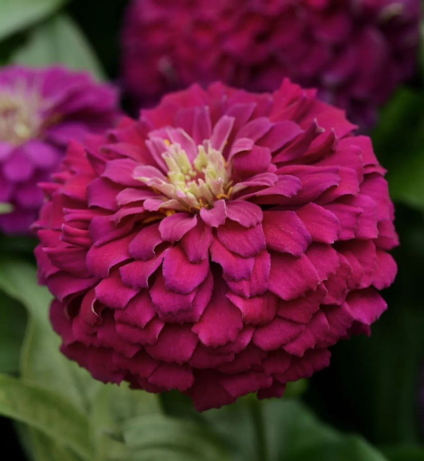 Zesty Purple Zinnia