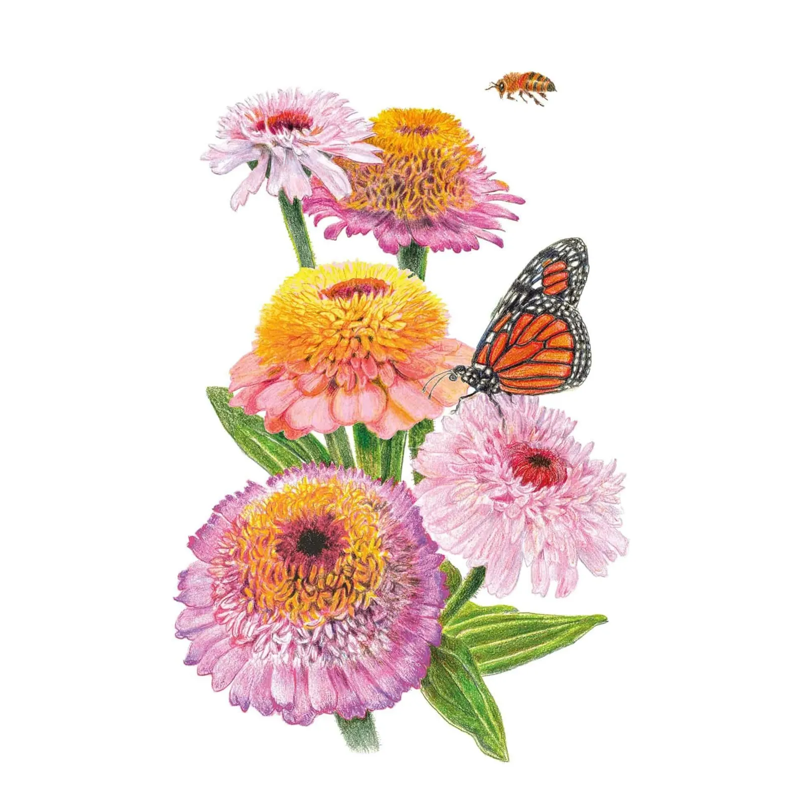 Zinderella  Zinnia