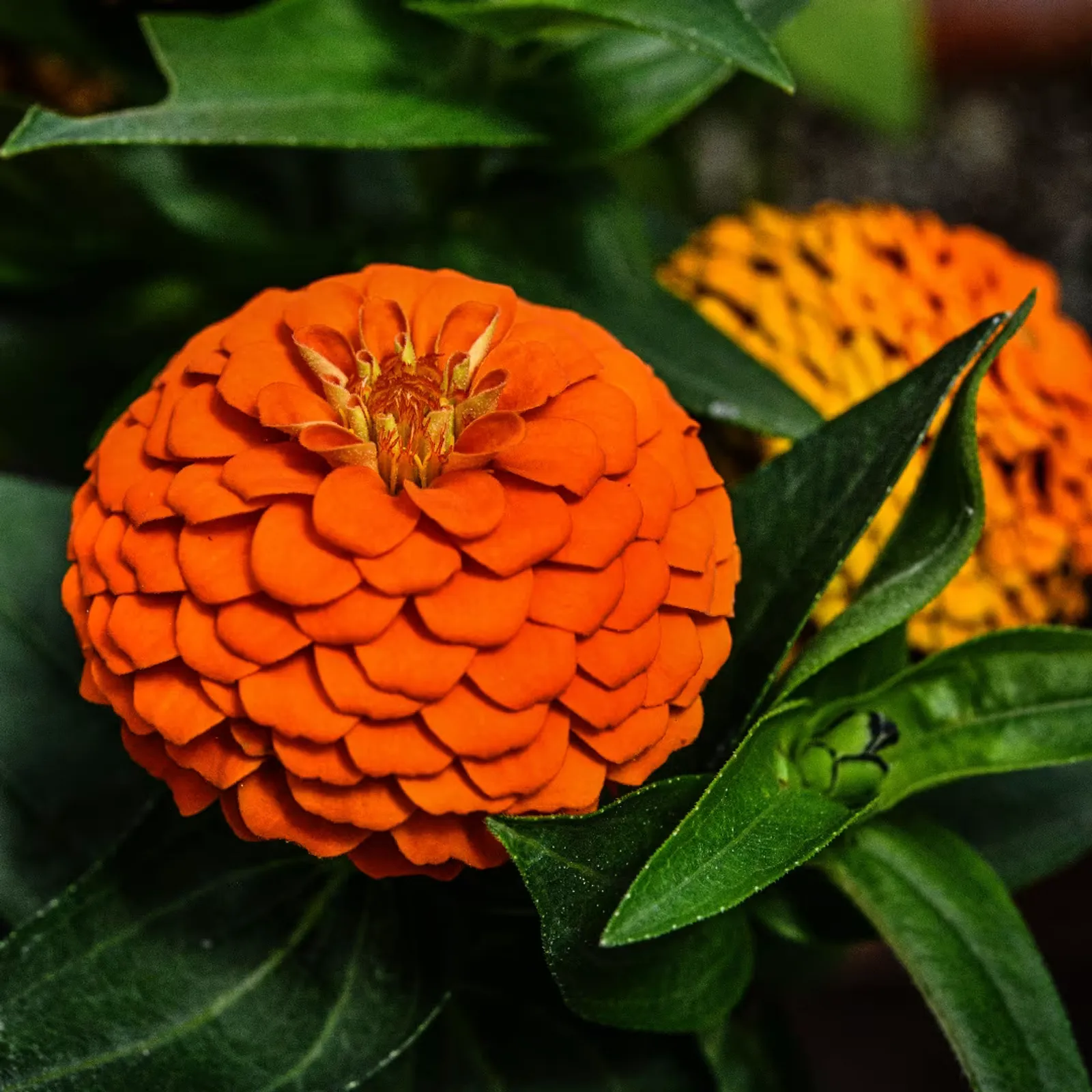 Zinnita Orange Zinnia