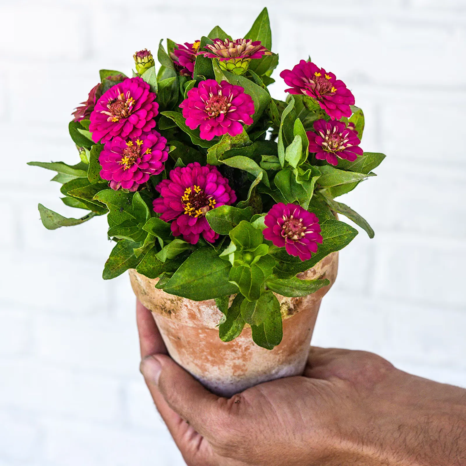 Zinnita Rose Zinnia