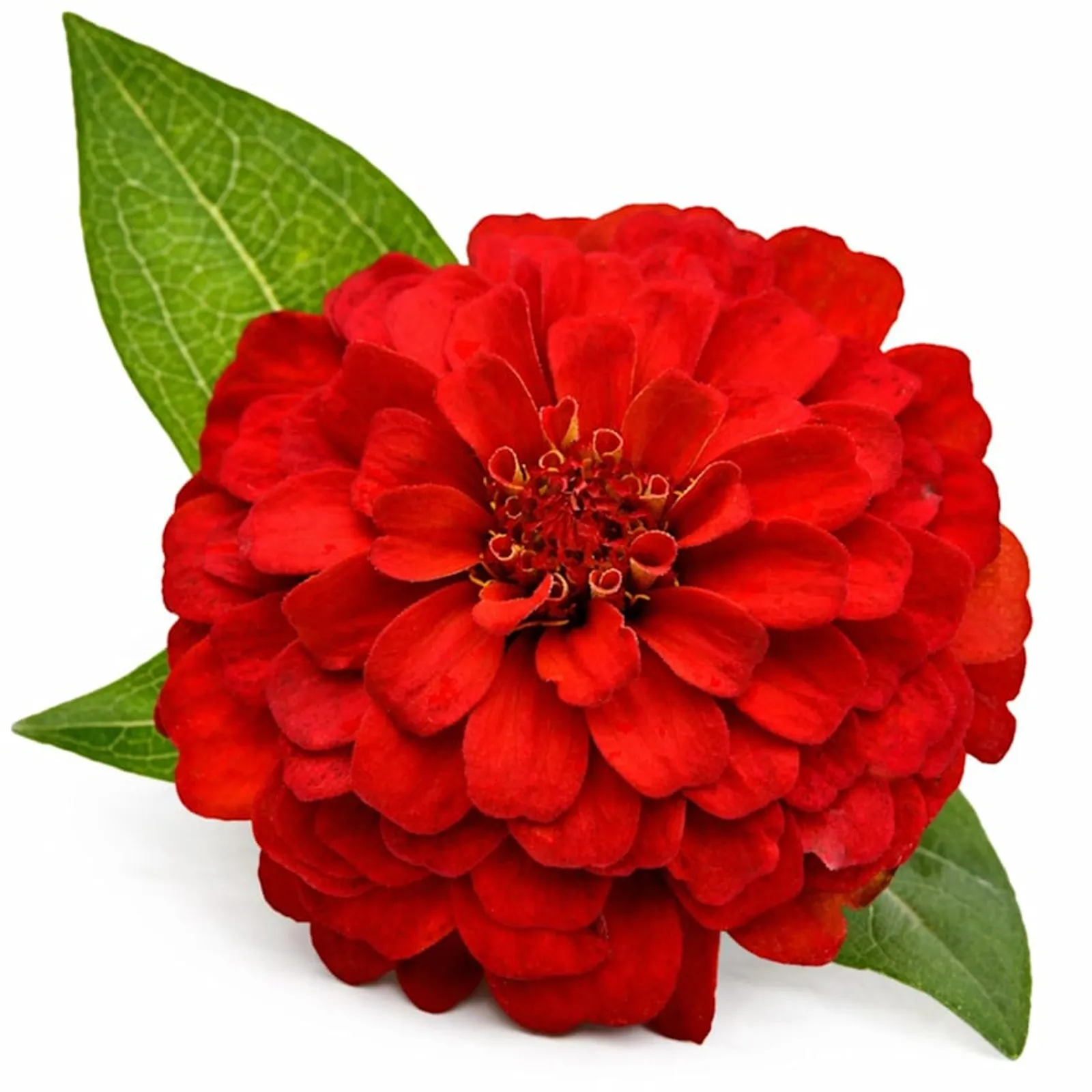 Zinnita Scarlet Zinnia