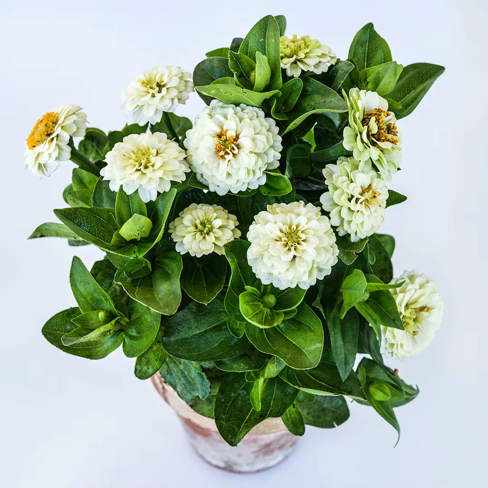 Zinnita White Zinnia
