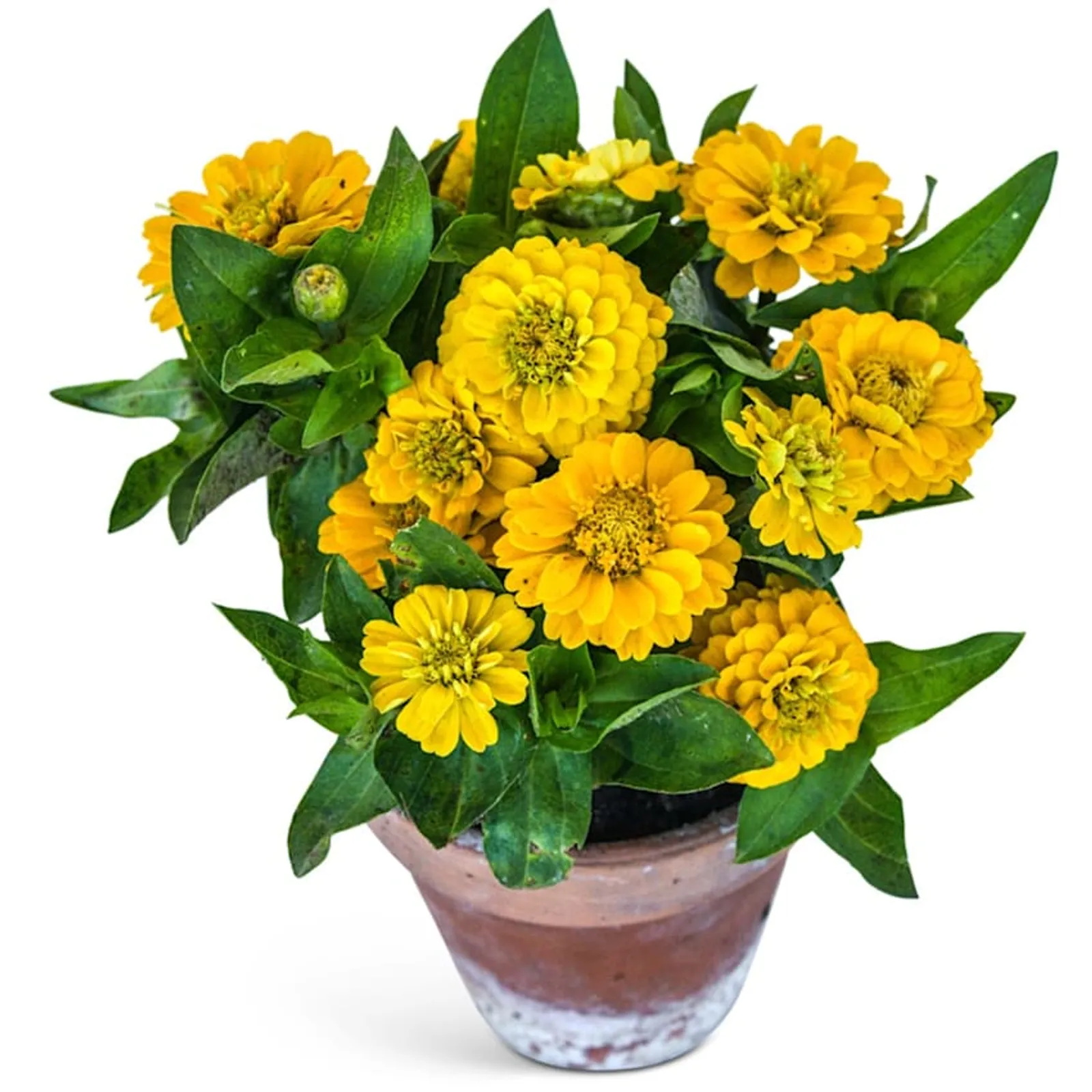 Zinnita Yellow Zinnia