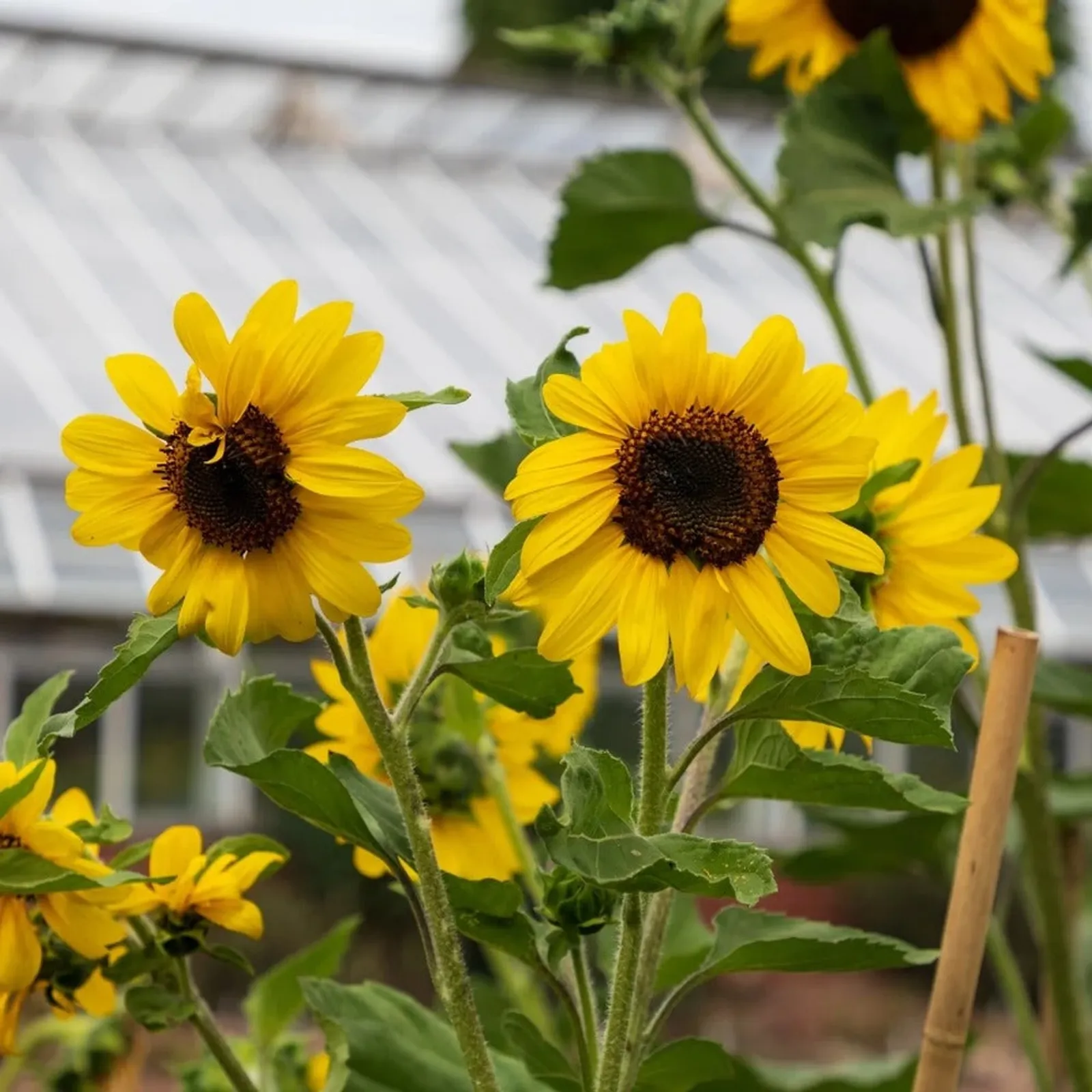 Zohar Sunflower
