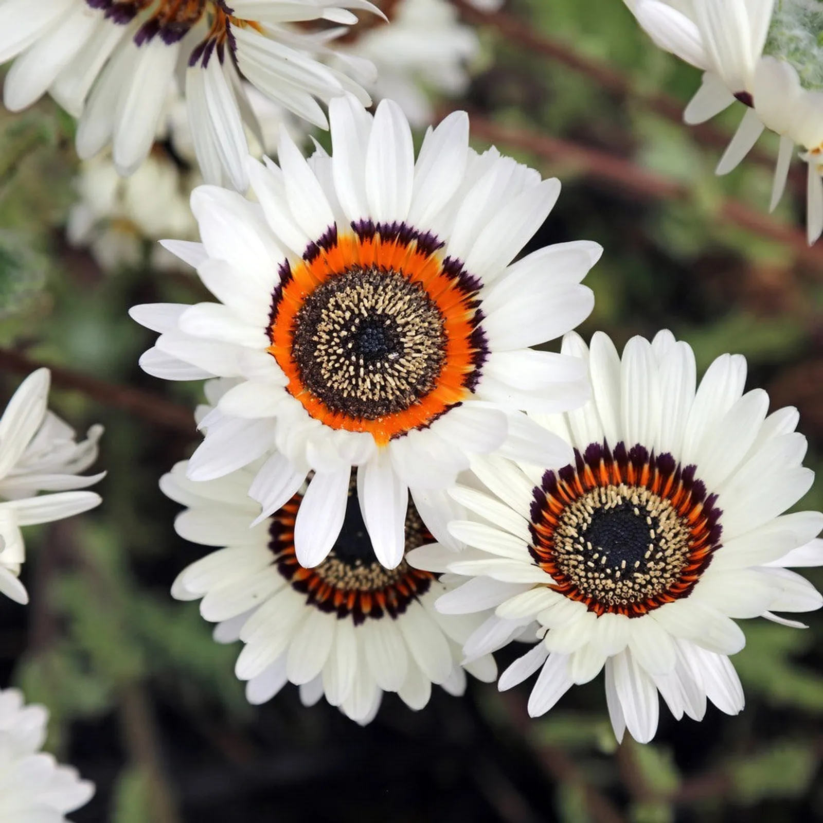 Zulu Prince Cape Daisy