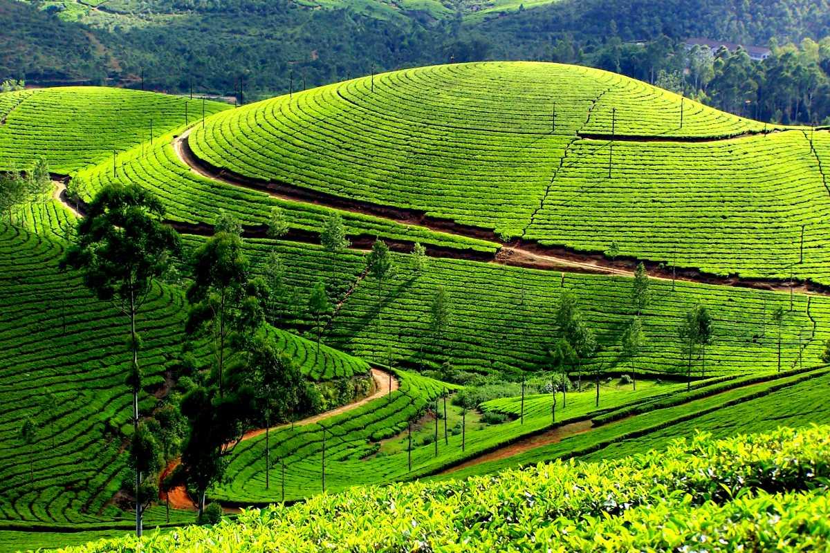 Chennai to Munnar: A Scenic Sojourn Amidst Hills and Tea Gardens