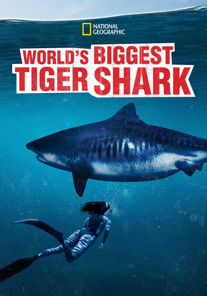 World's Biggest Tiger Shark poster