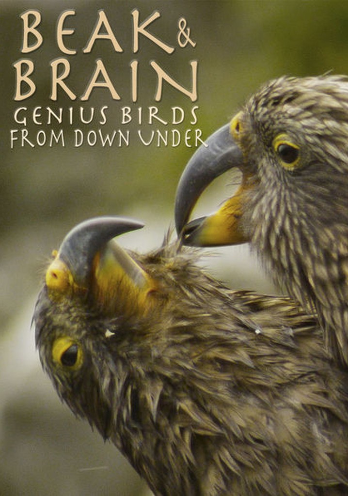 Beak & Brain - Genius Birds from Down Under poster
