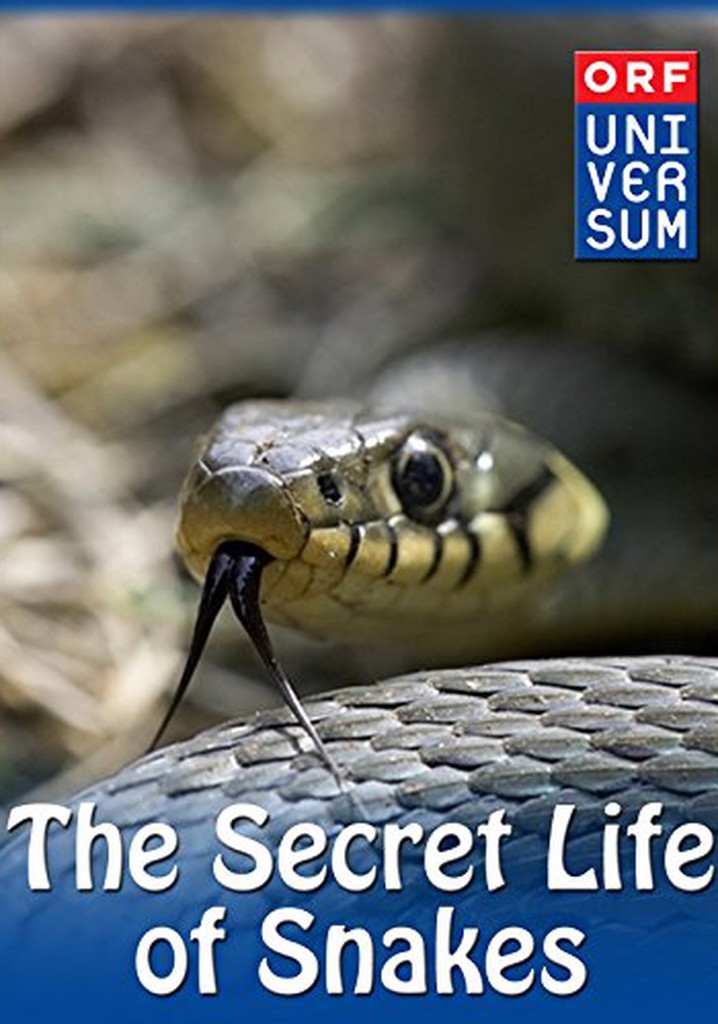 The Secret Life of Snakes poster