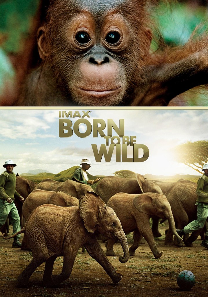 Born to Be Wild poster