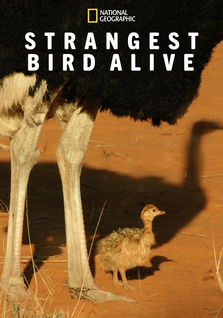 Strangest Bird Alive poster