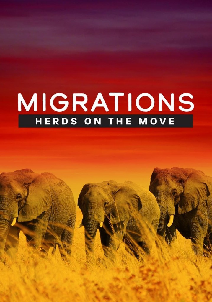 Migrations: Herds on the Move poster