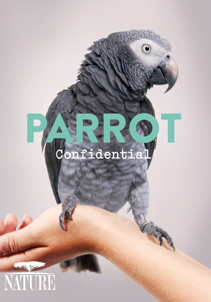 Parrot Confidential poster