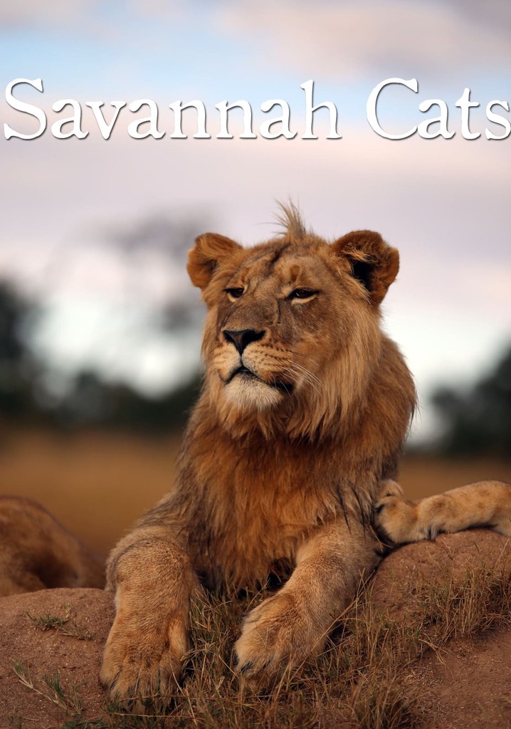 Savannah Cats poster