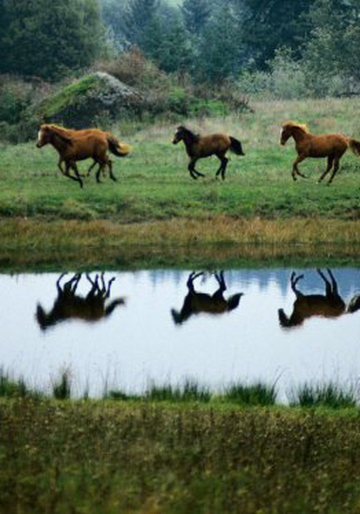 The Noble Horse poster
