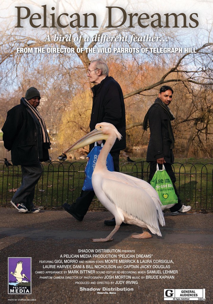 Pelican Dreams poster