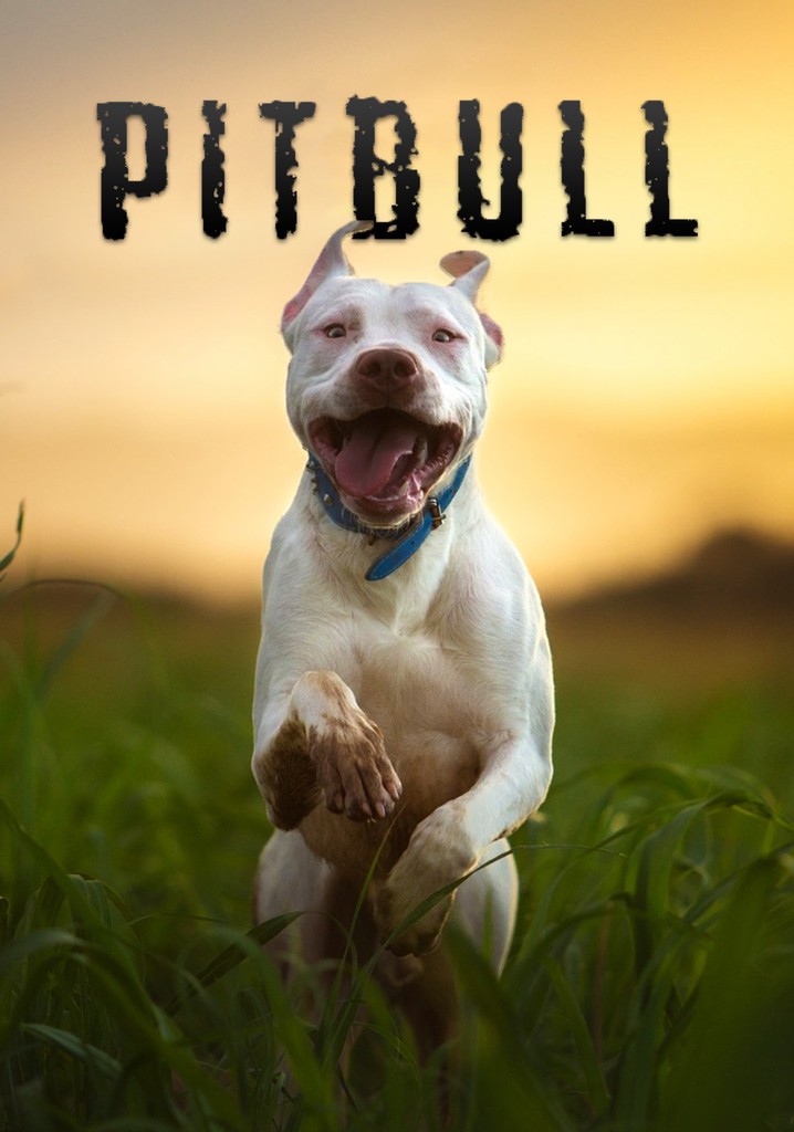 Pitbull poster