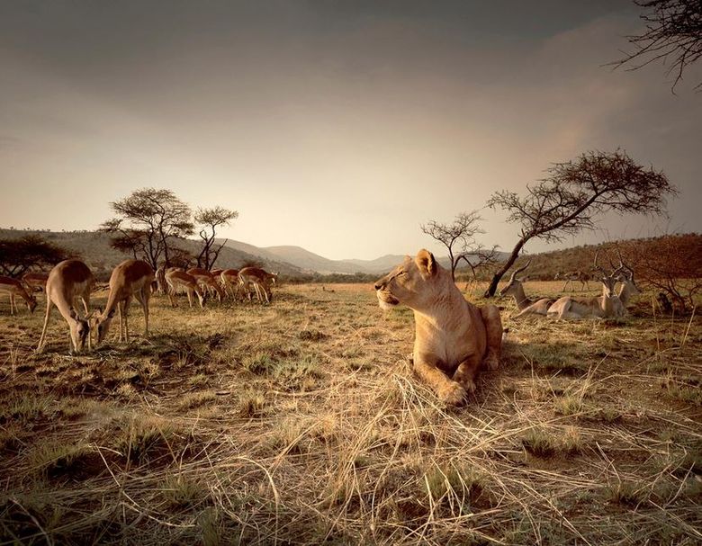 Wild South Africa poster
