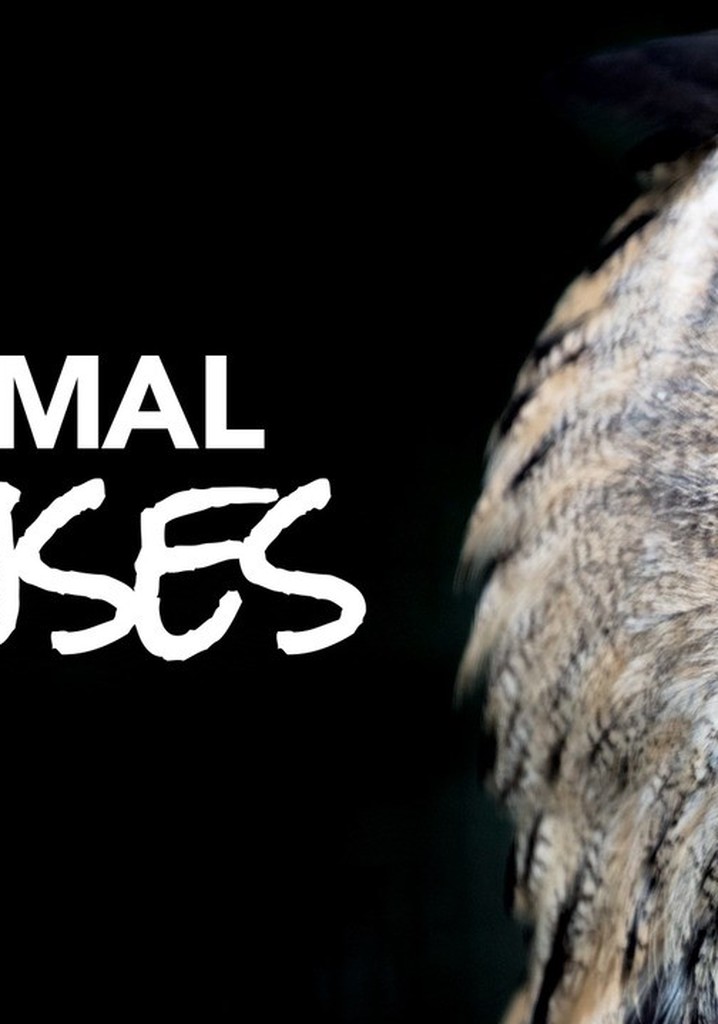 Animal Senses poster
