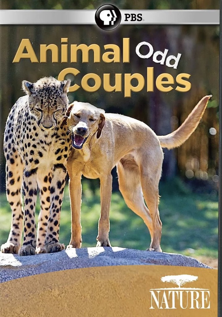 Animal Odd Couples poster