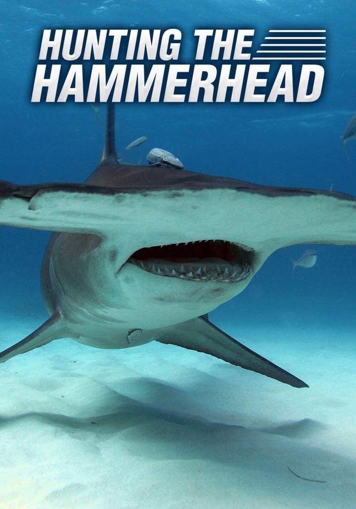 Hunting the Hammerhead poster