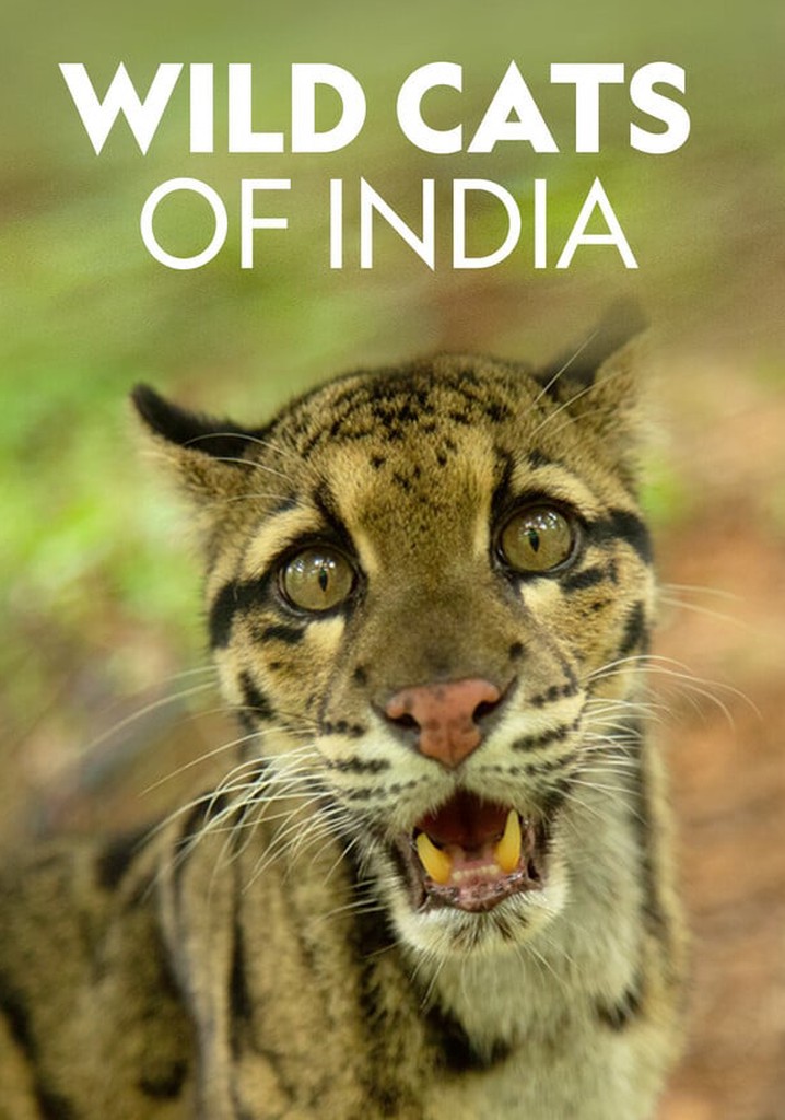Wild Cats of India poster