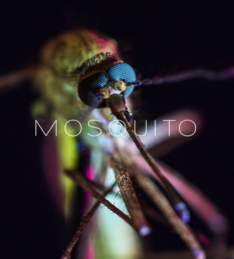 Mosquito poster