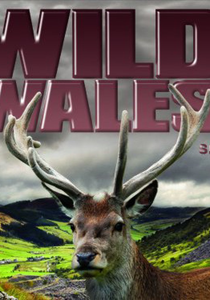 Wild Wales poster
