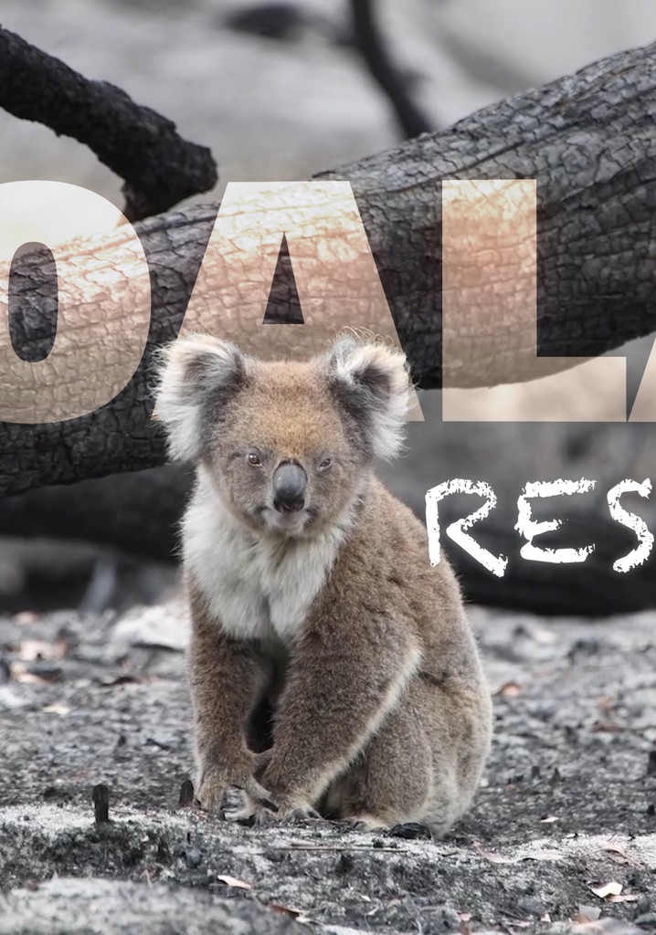 Koala Rescue poster