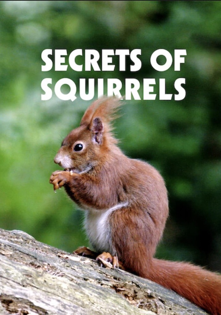 Secrets of Squirrels poster